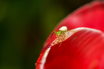 red tulip flower and spider