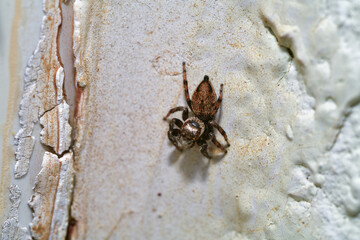 jumping spider