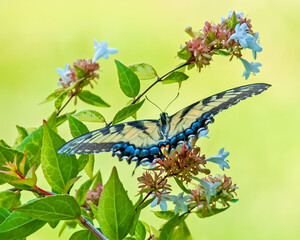 Tiger Swallowtail Butterfly Balancing on Abelia Plant