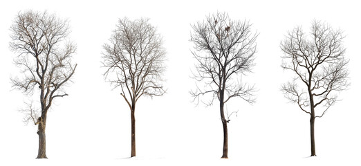 Collection of winter or bare trees isolated on transparent or white background