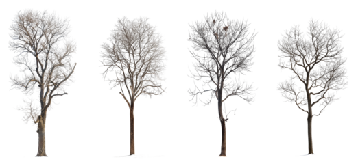 Collection of winter or bare trees isolated on transparent or white background