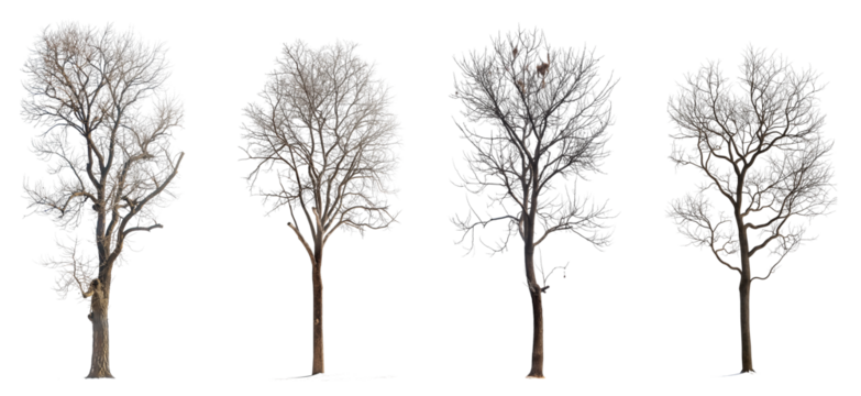 Collection of winter or bare trees isolated on transparent or white background