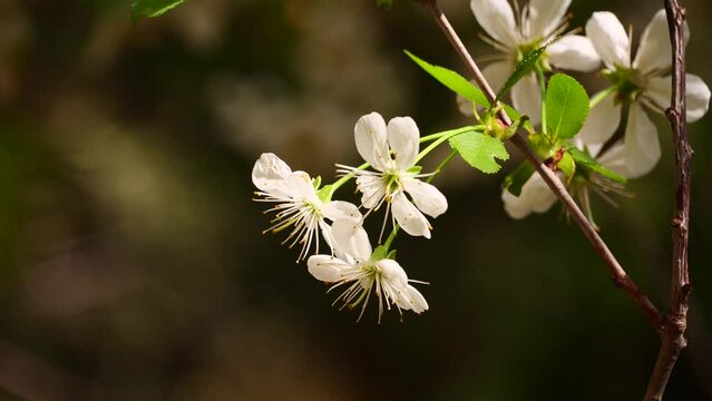 Cherry blossom season in Hungary, Europe, during April. The cherry trees resemble bouquets of white flowers.