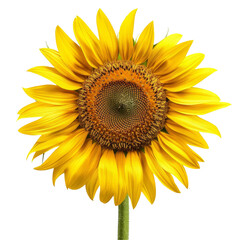 Fototapeta premium Bright yellow sunflower, large head, facing front, isolated on a white background, ideal for die cut PNG style