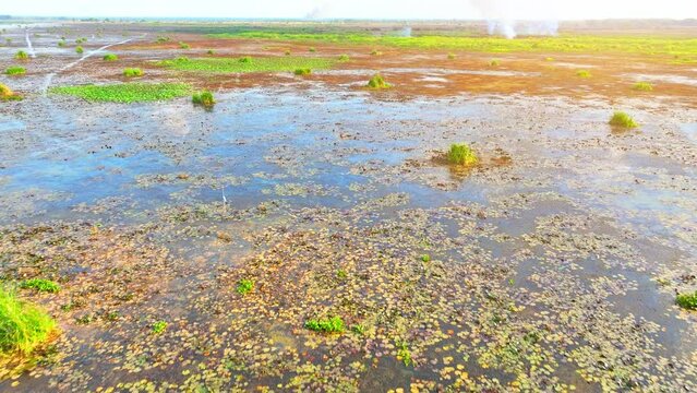 A landscape partly submerged, where wetlands host clusters of aquatic vegetation amidst scattered grassy plots. Nature's palette blends water and earth, crafting a serene yet vibrant tapestry.
