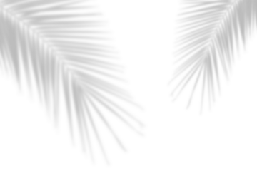 Realistic shadow of palm leaf on transparent background. Natural shadow from coconut palm leaves. tropcal tree branch shadow effect overlay. Summer mockup decoration design elements
