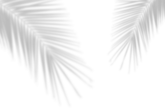 Realistic shadow of palm leaf on transparent background. Natural shadow from coconut palm leaves. tropcal tree branch shadow effect overlay. Summer mockup decoration design elements
