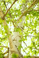 Obraz premium birch tree with green leaves in sky background