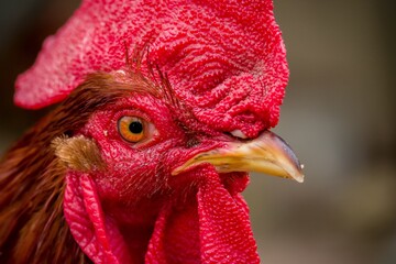 portrait of a rooster