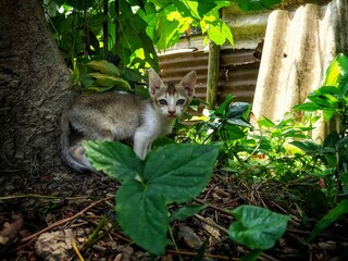 cute little kitty in the park