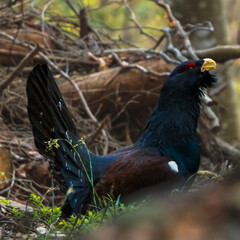 close-up view of a male black grouse in low vegetation of dense woods