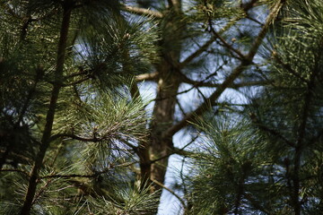 Fototapeta premium Fresh lush pine tree branch close-up in the forest