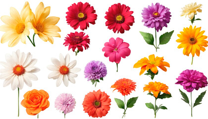 collection of flowers