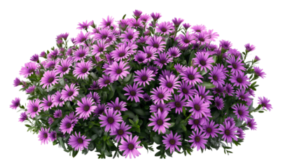 large bush of purple daisies  flower with green leaves isolated on transparent or white background
