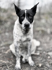 romantic classic portrait