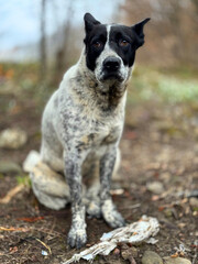 romantic classic portrait a dog walked along the bank of a river with a sad expression on its face