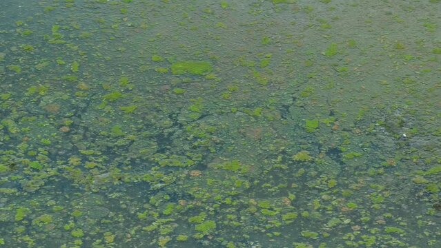A dismal expanse, shrouded in darkness, where the faintest glimmers vanish into the void, obscured by a carpet of green algae and scattered debris, betraying the stagnant waters' lamentable decay.
