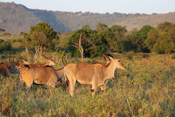 Common eland herd in Masai Mara National park