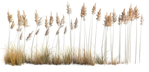reeds field isolated on transparent or white background. 3d rendering