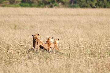 Three lions in savannah grass of Masai Mara National Park