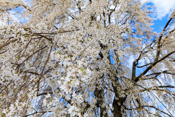 満開のクラ桜（栃木県さくら市）