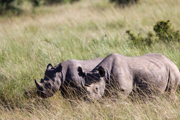 Baby and mother rhino in Masai Mara national park