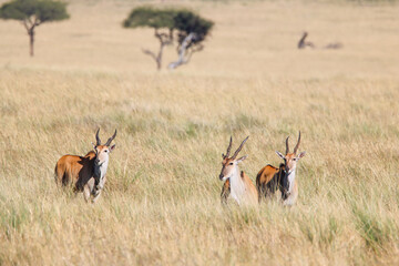 Common eland in Masai Mara national park