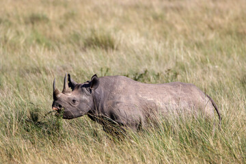 Black rhino in Kenyan savannah