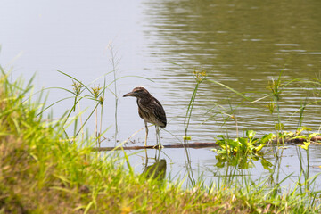 A juvenile black crowned night heron