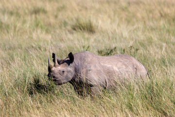 Baby rhino in the grass