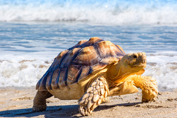 Sea turtle on beach. Amphibious animal. Testudo reptile near sea. Fauna of tropical island. Turtle...