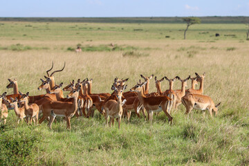 Fototapeta premium group of impala in the savannah