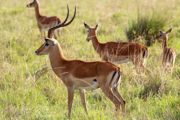 impala in the savannah
