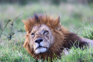 Close-up portrait of king lion seating in the grass