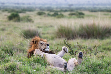 King lion seating on his back and enjoying the last sun light