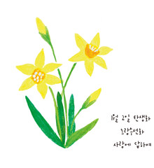 1월 2일 탄생화 노랑수선화 손그림