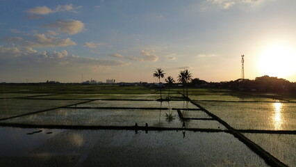 View of rice fields in the countryside at sunset