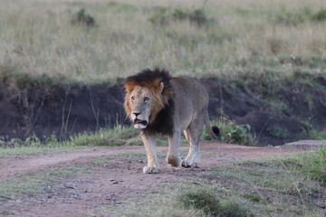 King lion in savannah
