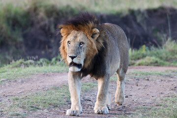 King lion approaching on a country road