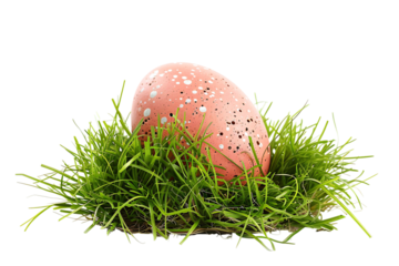 egg on grass on transparent background