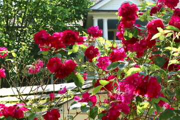Red Rose Bush Backlit in Sunlight