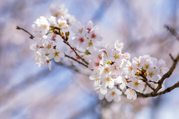 ゆうゆうパークの桜（栃木県さくら市）