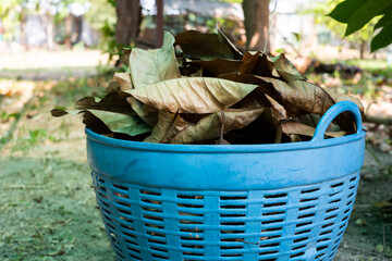 A blue basket full of leaves sits on the ground