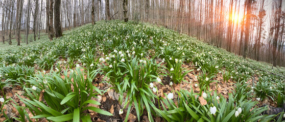  the first flowers appear