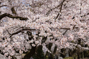 満開の桜