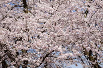 満開の桜