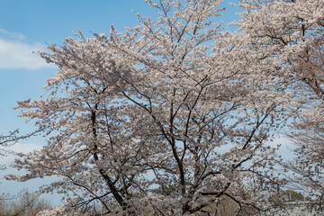 満開の桜