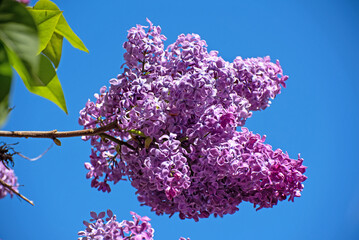 Purple lilac blossom in the garden on a sunny day, Ireland