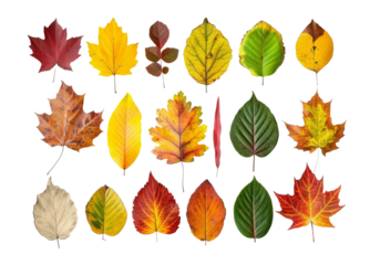 Colourful autumn leaves in different shapes and sizes, isolated.
