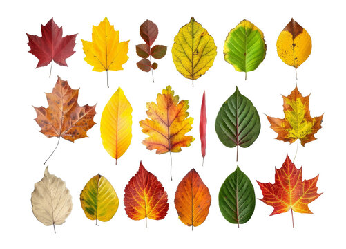Colourful autumn leaves in different shapes and sizes, isolated.